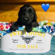 Riblet - Black male Flat-Coated Retriever puppy in Park Rapids, Minnesota from Catori