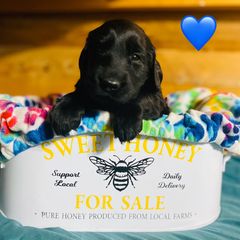 Riblet - Black male Flat-Coated Retriever puppy in Park Rapids, Minnesota from Catori