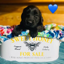Riblet - Black male Flat-Coated Retriever puppy in Park Rapids, Minnesota from Catori