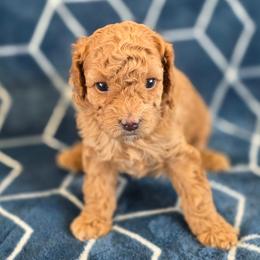 Boy 1 - Champagne male Maltipoo puppy in Granada Hills, California from Sheryls Puppies