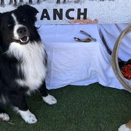 Miniature Australian Shepherds from Triangle H Ranch Aussies