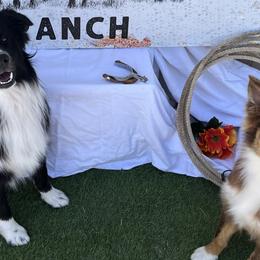 Miniature Australian Shepherds from Triangle H Ranch Aussies