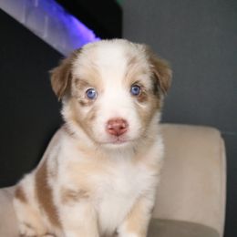 Australian Shepherd Puppies from Kiki's Aussies