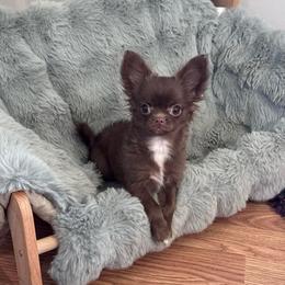 Fifi - Chocolate female Chihuahua puppy in Bulls Gap, Tennessee from Smokey Mountain Chihuahuas
