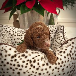 Green Collar Boy - Red  male Poodle puppy in Modesto, California from Dry Creek Poodles