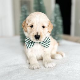 Tonka - Cream male Goldendoodle puppy in Sterling, Illinois from Charley's Goldendoodles