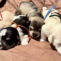Miniature Schnauzer puppies from Circle R
