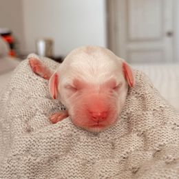 Solstice, Girl - Yellow and white female Bernedoodle puppy in Maricopa, Arizona from Desert Ridge Doodles