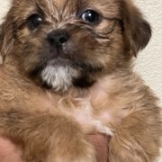 Shorkie Puppies from Shorkie Land