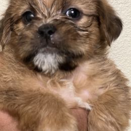 Shorkie Puppies from Shorkie Land