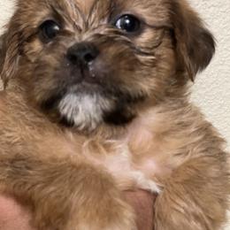 Shorkie Puppies from Shorkie Land
