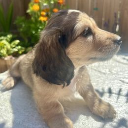 Princess - Cream female Dachshund puppy in Stockton, California from Long Blonde Doxies
