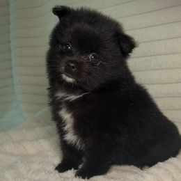 Stitch - Black male Pomeranian puppy in Hughes Springs, Texas from Hughes Springs Tx Poms