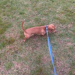 Duck - Dachshund
