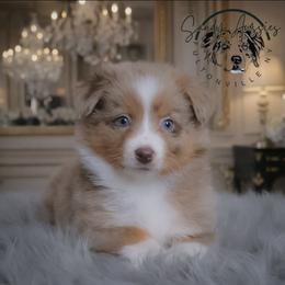 Zayani - Red merle female Australian Shepherd puppy in Fultonville, New York from Sandy Aussies & Pomeranians