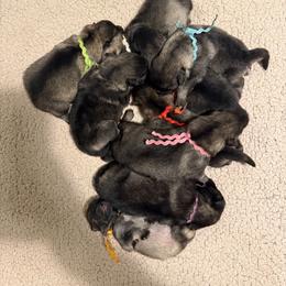 Boy 3 - Black and silver male Keeshond puppy in Sheboygan, Wisconsin from Peregrine Keeshond