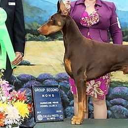 Doberman Pinschers from Day Hill Dobermans