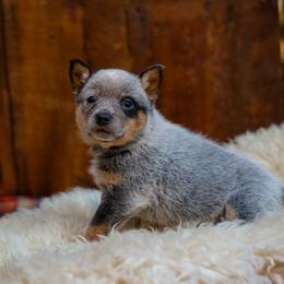 Shay - Blue speckled female Australian Cattle Dog puppy in Gatlinburg, Tennessee from Greenbrier