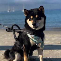Shadow - Shiba Inu