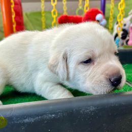 Girl 1 - Yellow female Labrador Retriever puppy in Gilbert, Arizona from Mad Rabbit Labradors