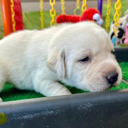 Girl 1 - Yellow female Labrador Retriever puppy in Gilbert, Arizona from Mad Rabbit Labradors