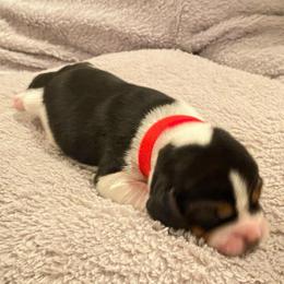 Girl 3 - Black and white female Beagle puppy in Crestview, Florida from Alicia's Beagles