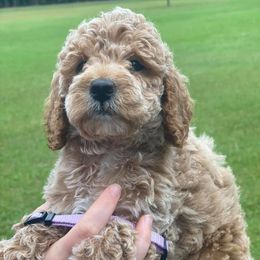 Goldendoodle Puppies from Cape Fear Doodles