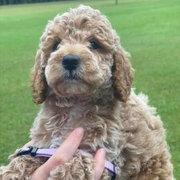 Goldendoodle Puppies from Cape Fear Doodles