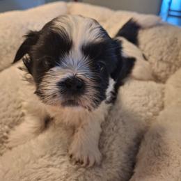 Sparky - Black and white male Shih Tzu puppy in Cañon City, Colorado from Terri Geiser-Gilchrist