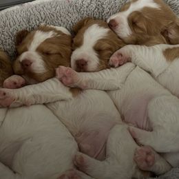 Brittanys from Crowne Kennels