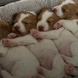 Brittanys from Crowne Kennels