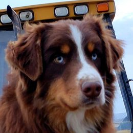 Trust - Australian Shepherd