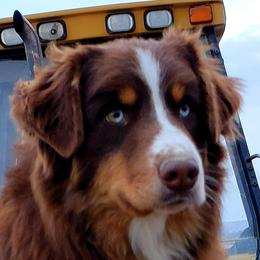Trust - Australian Shepherd