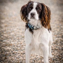 Smokey - English Springer Spaniel
