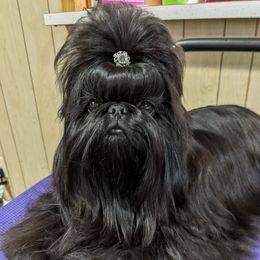 Shih Tzus from JeN's Shih Tzu