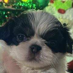 Harry - Black tan and white male Japanese Chin puppy in Salem, Oregon from Chinnychinchinofsalem