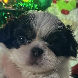 Harry - Black tan and white male Japanese Chin puppy in Salem, Oregon from Chinnychinchinofsalem