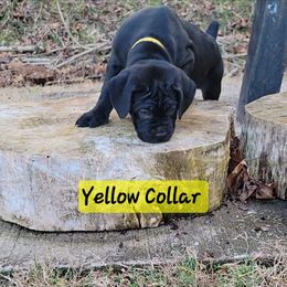 Cane Corso Puppies from Hardradas Dynasty Cane Corso