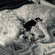 Missy - Borzoi