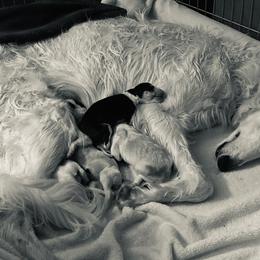 Missy - Borzoi