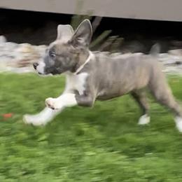 Mountain Cur Puppies from Walnut Ridge Mountain Curs
