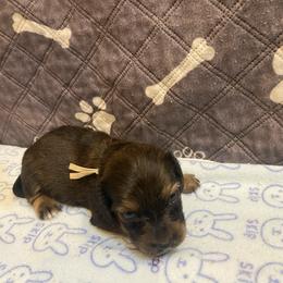 MIRA- CKC REGISTERED FULL RIGHTS - Black and tan female Dachshund puppy in Elizabethtown, Kentucky from Teeny Tiny Puppy Tails