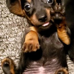 Dachshunds from Spurgin Dachshunds