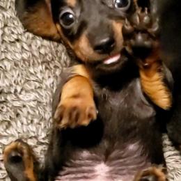 Dachshunds from Spurgin Dachshunds