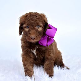 Australian Labradoodle, Bernedoodle, and Goldendoodle Puppies from Golden Fields Doodles
