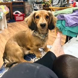 Ozzy - Dachshund