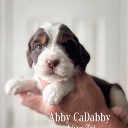 Abby Cadabby - Liver white and tan female English Springer Spaniel puppy in Tupalo, Mississippi from Butterfield Trail Farm