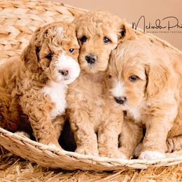 Australian Labradoodle Puppies from Coastal Labradoodles