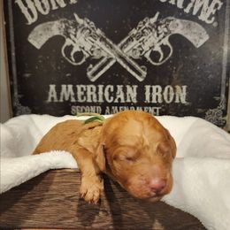 Daisy - Red  female Goldendoodle puppy in Tazewell, Tennessee from Legacy Bostons and Goldendoodles