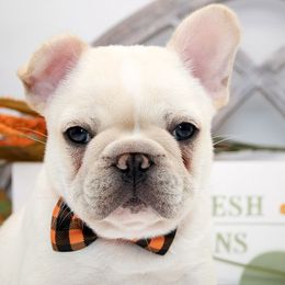 REED - Classic Cream - Cream male French Bulldog puppy in West Plains, Missouri from Must Be Frenchies & Crown Of Curls Bolonka